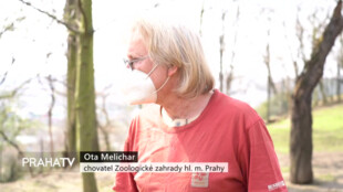 V pražské Zoo se narodilo několik klokaních mláďat