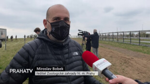 Dívčí hrady obývají koně Převalského