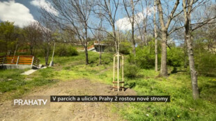 V parcích a ulicích Prahy 2 rostou nové stromy