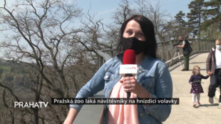 Pražská Zoo láká návštěvníky na hnízdící volavky