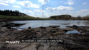 Do mokřadu v Jablonné se vrátily kuňky