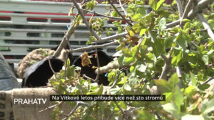 Na Vítkově letos přibude více než sto stromů