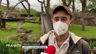 Zoo Praha chová celkem 7 goril