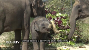 Slonice oslavila v Zoo Praha první narozeniny