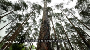 V botanické zahradě se projdete Himalájemi