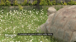 V pražské Zoo jsou k vidění velké želvy