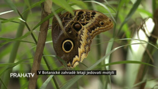 V Botanické zahradě Praha létají jedovatí motýli