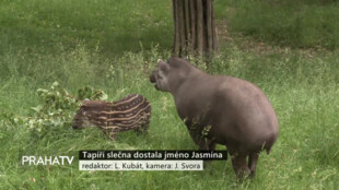 Tapíří slečna dostala jméno Jasmína