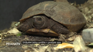 Unikátní želvy uvidíte v pražské zoo