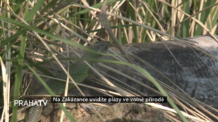 Na Zakázance uvidíte plazy ve volné přírodě