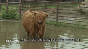 V Radonicích uvidíte desítky druhů hospodářských zvířat