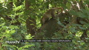 V zoo můžete vidět mláďata nosála bělohubého