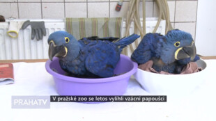 V pražské zoo se letos vylíhli vzácní papoušci