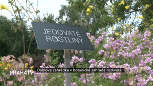 Ďáblova zahrádka v botanické zahradě rozkvétá