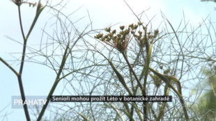 Senioři mohou prožít Léto v botanické zahradě