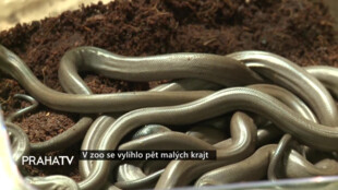 V zoo se vylíhlo pět malých krajt