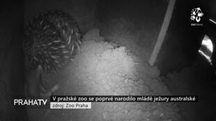 V pražské zoo se poprvé narodilo mládě ježury australské
