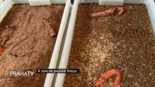 V zoo se pojídal hmyz
