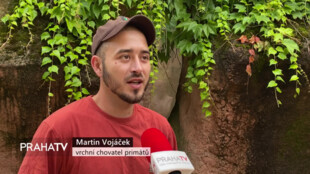 Orangutan Pagy oslavil své narozeniny