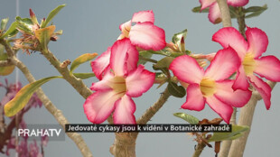 Jedovaté cykasy jsou k vidění v botanické zahradě