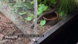 Zoo představuje naše hady