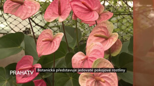 Botanická představuje jedovaté, pokojové rostliny