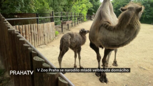 V Zoo Praha se narodilo mládě velblouda domácího