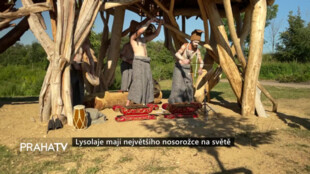 Lysolaje mají největšího nosorožce na světě
