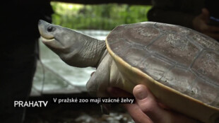 V pražské zoo mají vzácné želvy