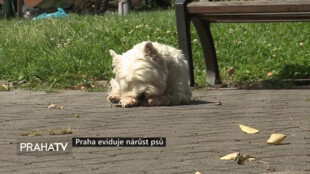 Praha eviduje nárůst psů