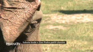 Sobota bude v Zoo Praha patřit slonům