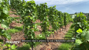 Milovníci vína si přijdou na své v Botanické zahradě