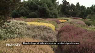 Dendrologická zahrada zve na nevšední podívanou