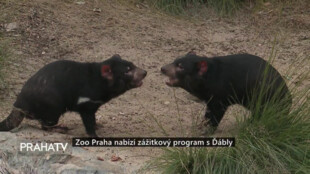 Zoo Praha nabízí zážitkový program s ďábly