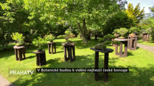 V botanické zahradě budou nejhezčí české bonsaje