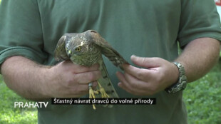 Šťastný návrat dravců do volné přírody