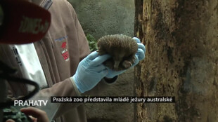 Pražská zoo představila mládě ježury australské