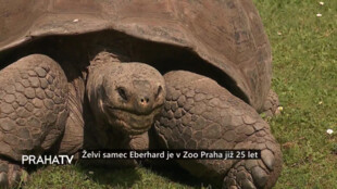 Želví samec Eberhard je v Zoo Praha již 25 let