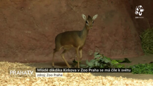 Mládě dikdika Kirkova v Zoo Praha se má čile k světu