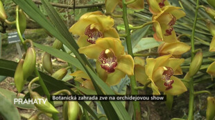 Botanická zahrada zve na orchidejovou show