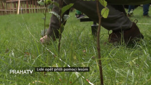 Lidé opět přišli pomoci lesům