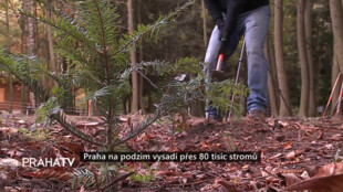 Praha na podzim vysadí přes 80 tisíc stromů