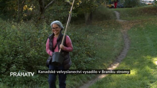 Kanadské velvyslanectví vysadilo v Braníku stromy