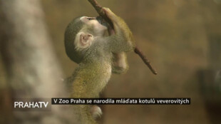 V Zoo Praha se narodila mláďata kotulů veverovitých
