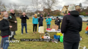 V Praze 17 přibylo 28 nových stromů