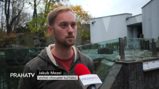 Tučňáky Humboldtovy chová pražská zoo již 60 let