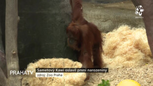 Sametový Kawi oslavil první narozeniny