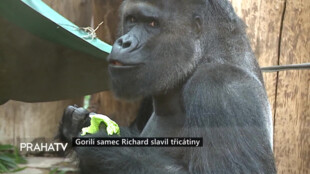 Gorilí samec Richard slavil třicátiny