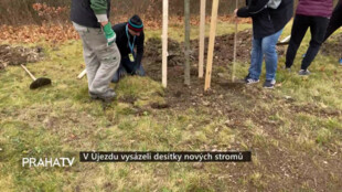 V Újezdu vysázeli desítky nových stromů