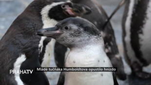 Mládě tučňáka Humboldtova opustilo hnízdo